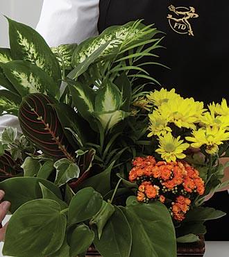 Designer's Choice Planter - Beaudry Flowers