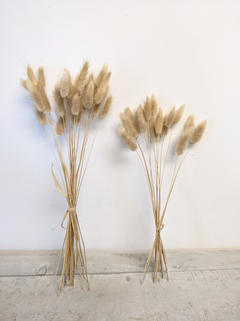 Natural Lagarus Bunny Tail Bundle - Beaudry Flowers
