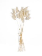 White Lagarus Bunny Tail Bundle - Beaudry Flowers