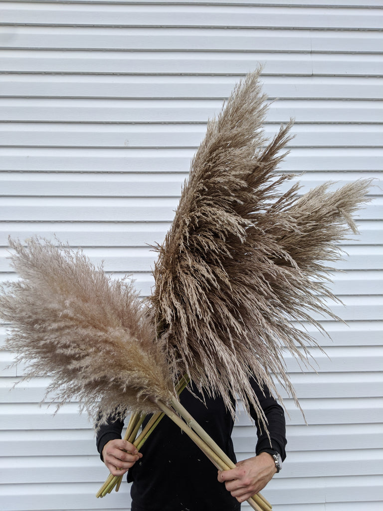 Large Brown/Grey Pampas (per stem) - Beaudry Flowers