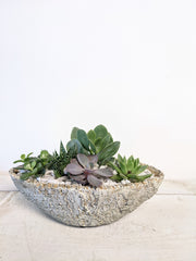 Rubble Succulent Boat - Beaudry Flowers