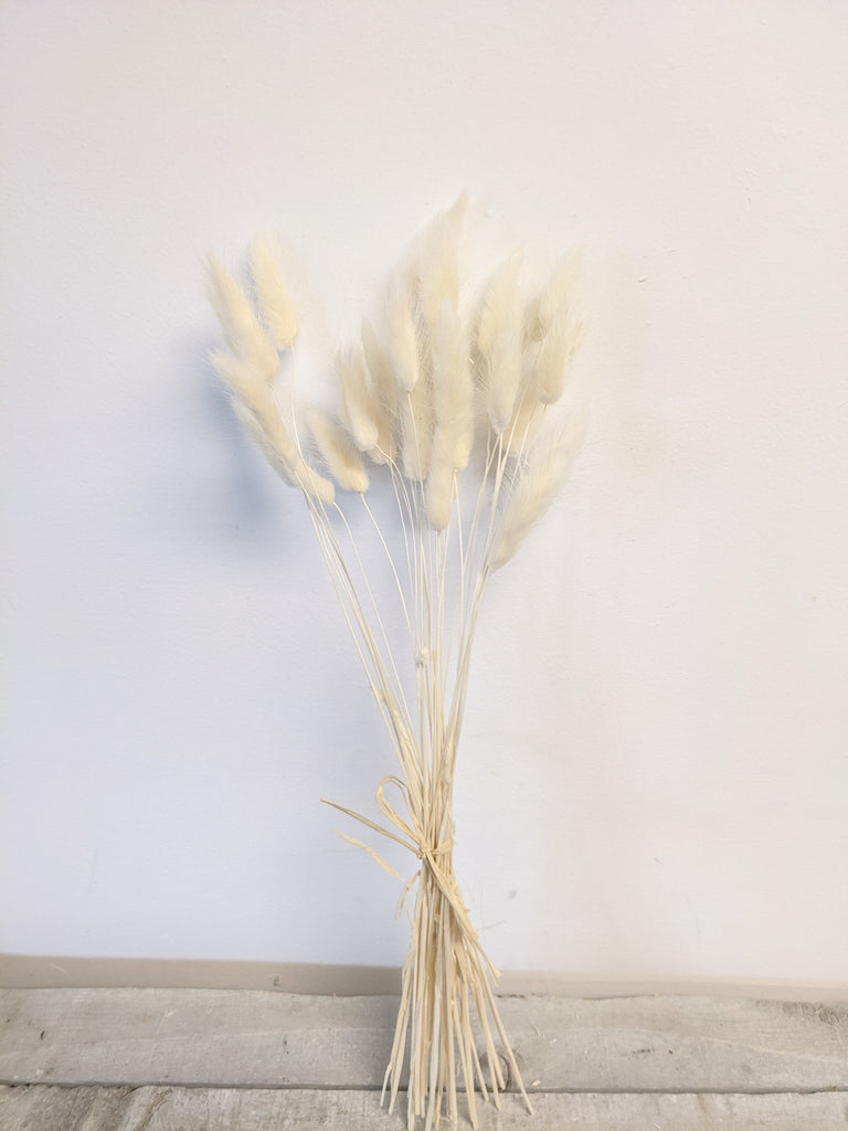 White Lagarus Bunny Tail Bundle - Beaudry Flowers