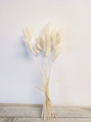 White Lagarus Bunny Tail Bundle - Beaudry Flowers