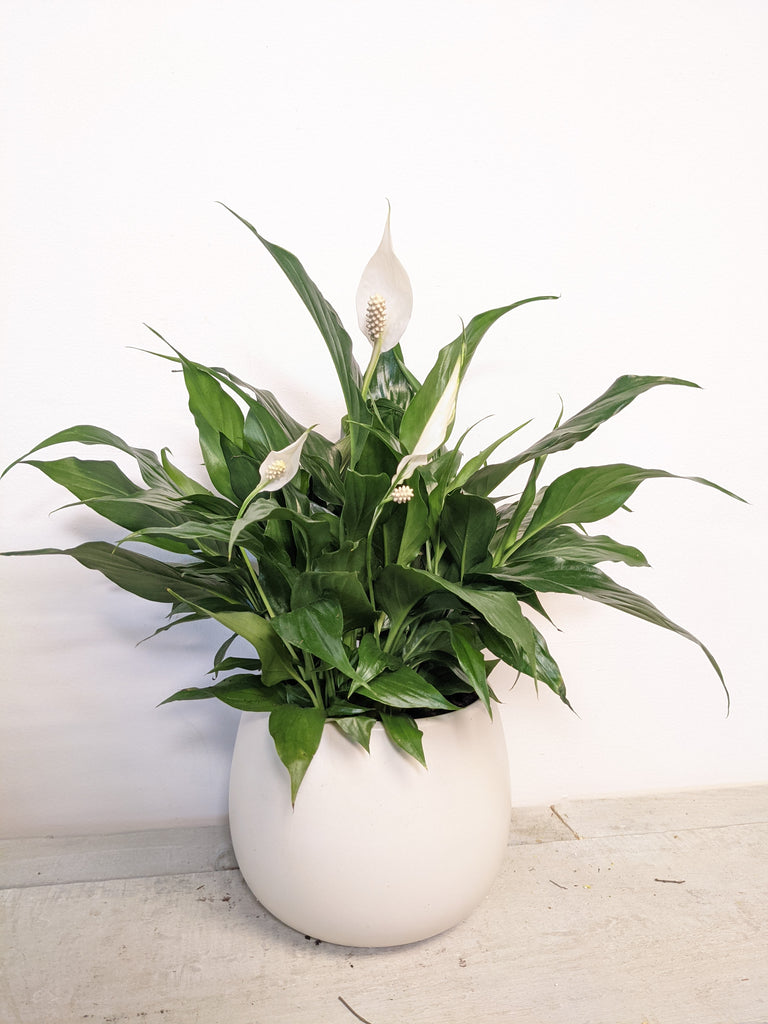 Calming Grace Peace Lily Plant - Beaudry Flowers