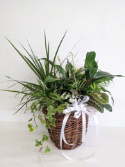 Country Dishgarden Planter